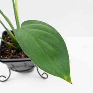 Monstera 'Croatii' (wk37-L135)