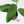 Monstera 'Croatii' (wk37-L135)