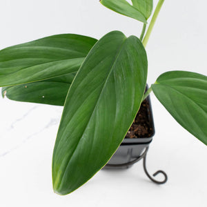 Monstera 'Croatii' (wk37-L135)