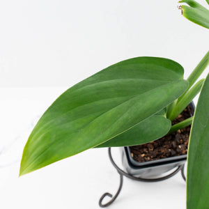 Monstera 'Croatii' (wk37-L135)