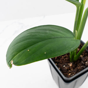 Monstera 'Croatii' (wk37-L135)