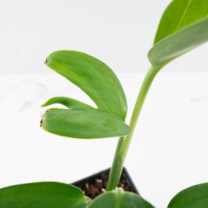 Monstera 'Croatii' (wk37-L135)