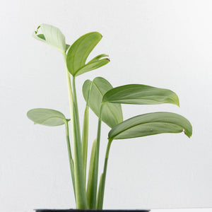 Monstera 'Croatii' (wk37-L135)