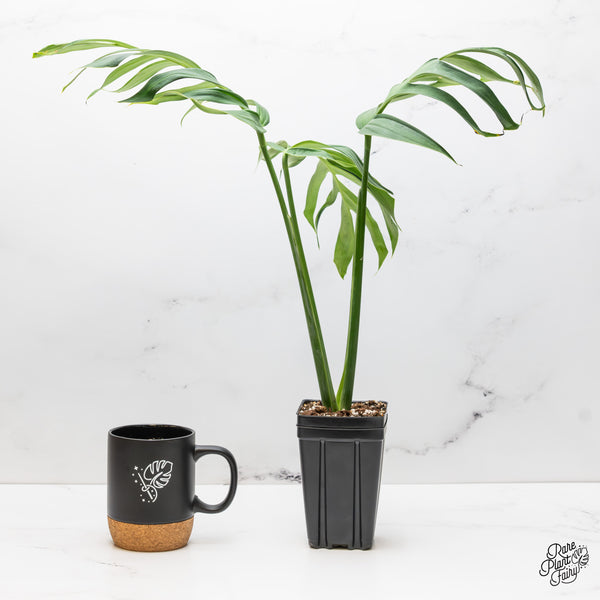 Monstera 'Croatii' (wk52-A)