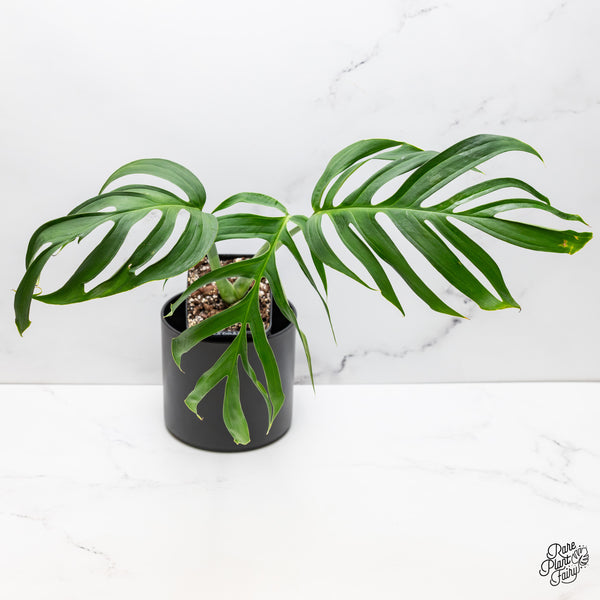 Monstera 'Croatii' (wk52-A)