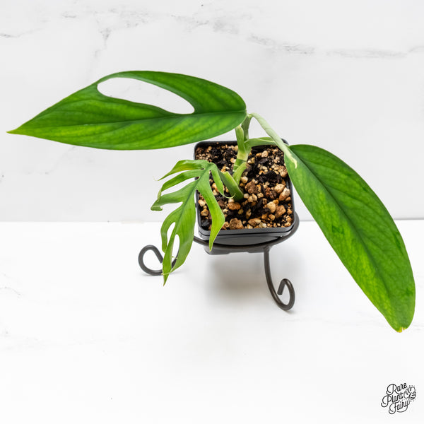 Monstera 'Croatii' (wk6-G)