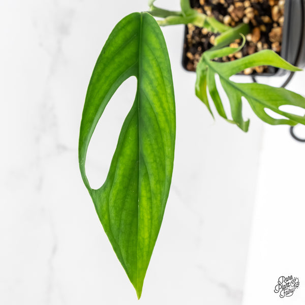 Monstera 'Croatii' (wk6-G)