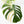 Monstera Deliciosa Mint Variegated NOID (Intermediate Form) (wk33-L28)