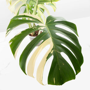 Monstera Deliciosa Mint Variegated NOID (Intermediate Form) (wk33-L28)