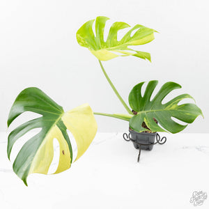 Monstera Deliciosa Albo Variegated (Large Form) (wk25-UB)