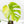 Monstera Deliciosa Albo Variegated (Large Form) (wk25-UB)
