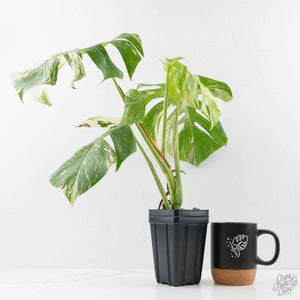 Monstera Deliciosa Albo Variegated (Small Form/Borsigiana) (wk28-F)