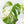 Monstera Deliciosa Albo Variegated (Small Form/Borsigiana) (wk28-F)