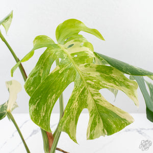 Monstera Deliciosa Albo Variegated (Small Form/Borsigiana) (wk28-F)