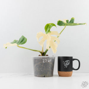Monstera Deliciosa 'Blue Frost' (wk27-UF)