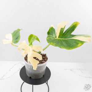 Monstera Deliciosa 'Blue Frost' (wk27-UF)