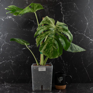 Monstera Deliciosa 'Bulbasaur' (wk43-L395)