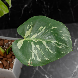 Monstera Deliciosa 'Bulbasaur' (wk43-L395)