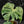 Monstera Deliciosa 'Bulbasaur' (wk43-L395)