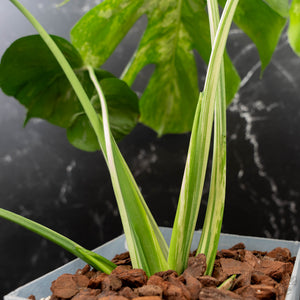 Monstera Deliciosa 'Bulbasaur' (wk43-L396)