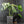 Monstera Deliciosa 'Bulbasaur' (wk43-L396)