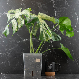 Monstera Deliciosa 'Bulbasaur' (wk43-L396)
