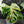 Monstera Deliciosa 'Bulbasaur' (wk43-L396)