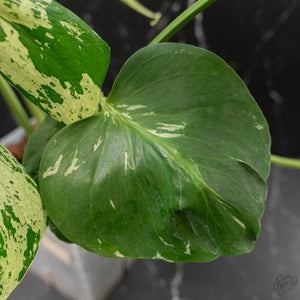 Monstera Deliciosa 'Bulbasaur' (wk43-L396)