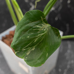 Monstera Deliciosa 'Bulbasaur' (wk43-L396)