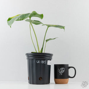 Monstera Deliciosa 'Bulbasaur' Aurea Variegated (wk43-U185)