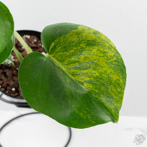 Monstera Deliciosa 'Bulbasaur' Aurea Variegated (wk43-U185)