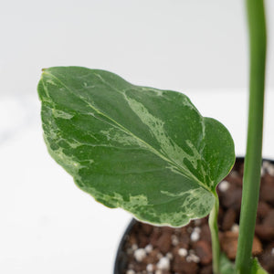 Monstera Deliciosa 'Bulbasaur' Aurea Variegated (wk43-U185)