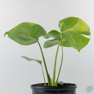 Monstera Deliciosa 'Bulbasaur' Aurea Variegated (wk43-U185)