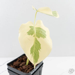 Monstera Deliciosa 'Casper' (wk27-UC)