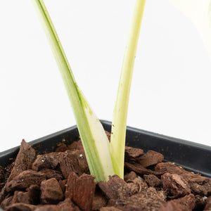 Monstera Deliciosa 'Casper' (wk27-UC)