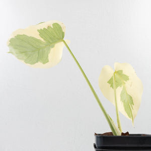 Monstera Deliciosa 'Casper' (wk27-UC)