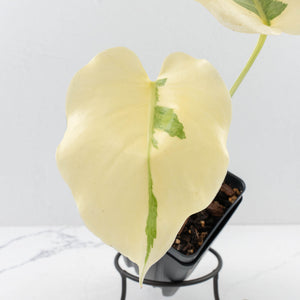 Monstera Deliciosa 'Casper' (wk34-U37)