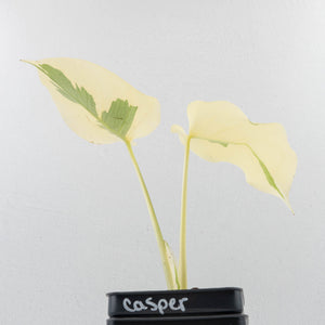 Monstera Deliciosa 'Casper' (wk34-U37)