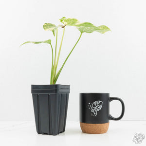 Monstera Deliciosa 'Creme Brûlée' (wk18-D)