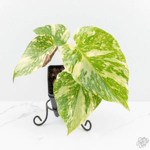 Monstera Deliciosa 'Creme Brûlée' (wk18-D)