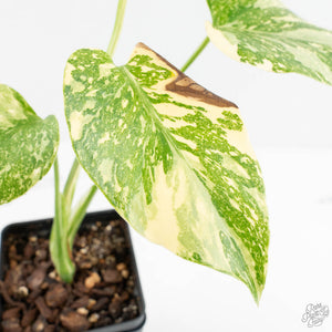 Monstera Deliciosa 'Creme Brûlée' (wk18-D)