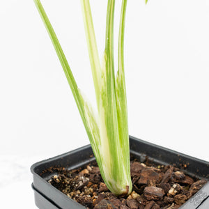 Monstera Deliciosa 'Creme Brûlée' (wk18-D)