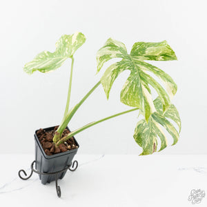 Monstera Deliciosa 'Creme Brûlée' (wk19-B)