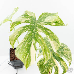 Monstera Deliciosa 'Creme Brûlée' (wk19-B)