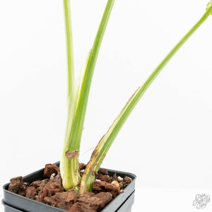 Monstera Deliciosa 'Creme Brûlée' (wk19-B)