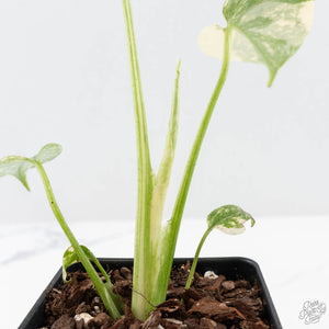 Monstera Deliciosa 'Creme Brûlée' (wk25-C)