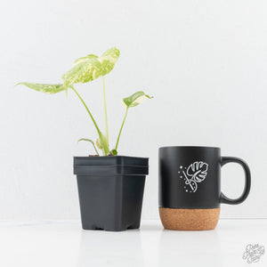 Monstera Deliciosa 'Creme Brûlée' (wk25-D)