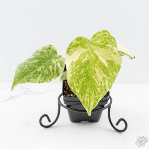 Monstera Deliciosa 'Creme Brûlée' (wk25-D)