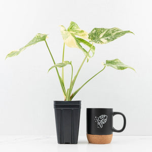 Monstera Deliciosa 'Creme Brûlée' (wk30-T)