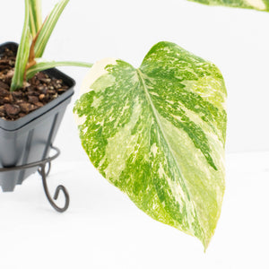 Monstera Deliciosa 'Creme Brûlée' (wk30-T)
